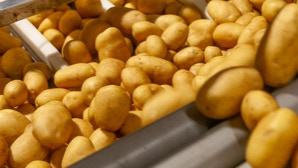 Kartoffeln auf Förderband