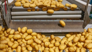 Kartoffeln auf Förderband
