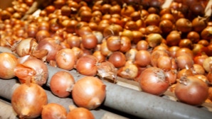 Zwiebeln auf Förderband