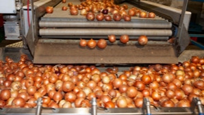 Zwiebeln auf Förderband