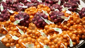 Zwiebeln hell und rot