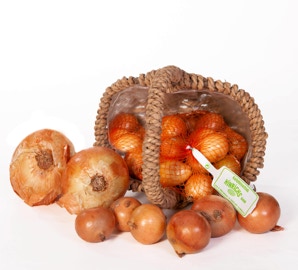 Ziebeln hell in Korb