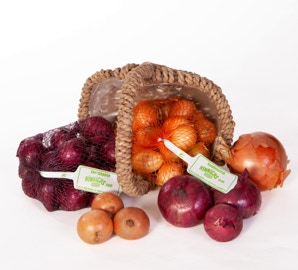 Zwiebeln bunt in Korb